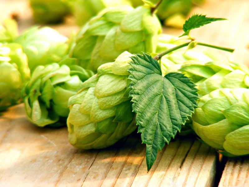 精釀啤酒 | 酒花制品的種類及特點(diǎn)有哪些？